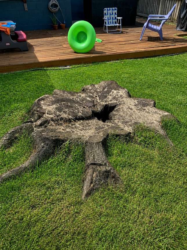 Large old stump before grinding