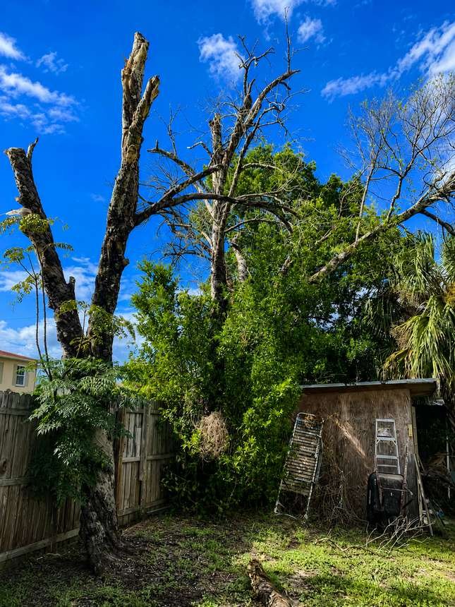 Dead tree before removal