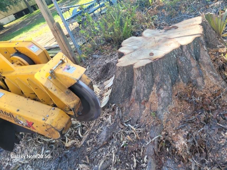 Stump grinder wheel in action
