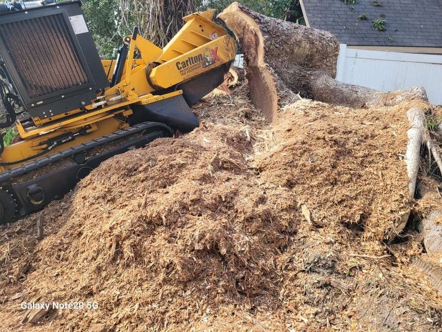 Fresh mulch and trunk