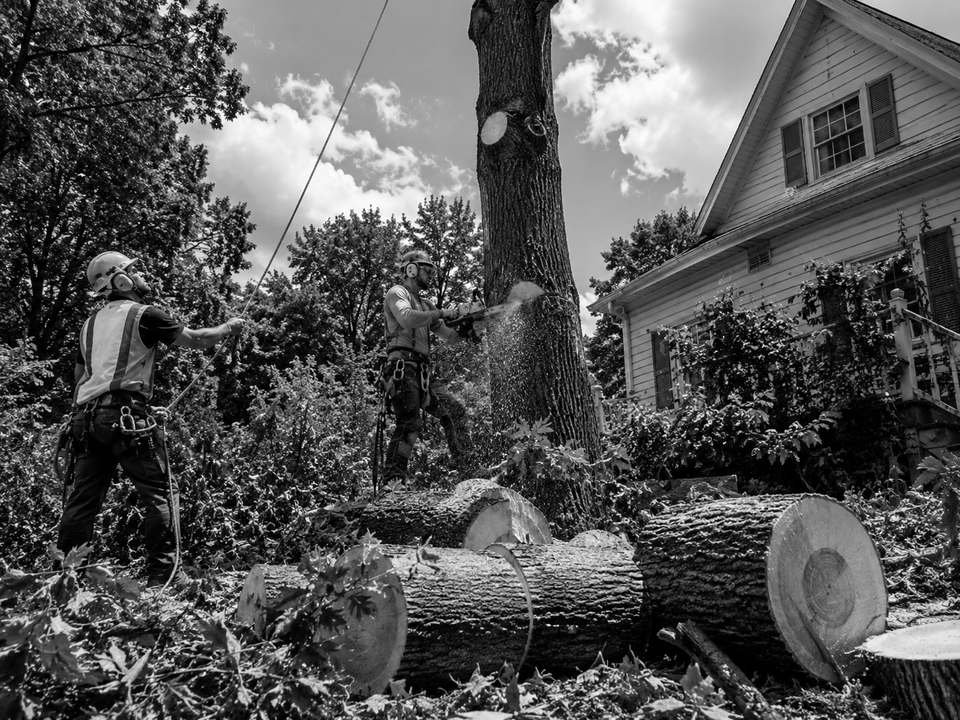 Heights Services crew removing a large tree beside a home