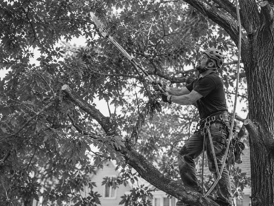 Arborist trimming branches high in a tree
