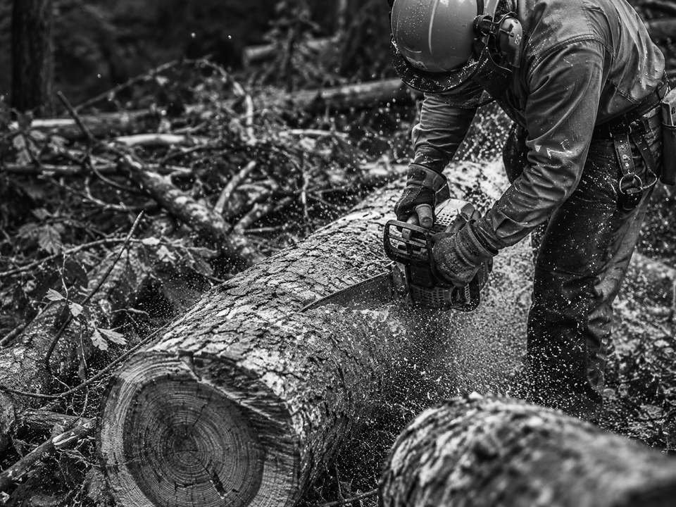 Worker cutting a felled log with a chainsaw
